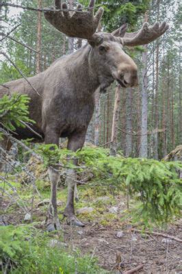 National animal of Sweden - Eurasian elk | Symbol Hunt