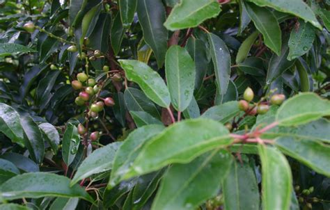 File:Prunus-lusitanica-fruits.JPG - Wikipedia