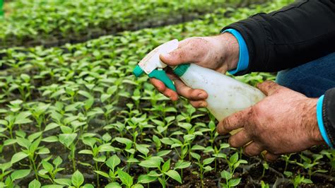 Garlic for Pest Control? (Includes 3 DIY Garlic Spray Recipes)