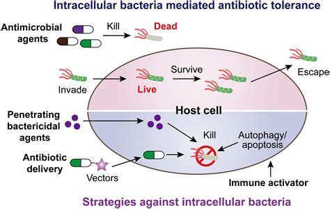 Frontiers | Heterogeneous Strategies to Eliminate Intracellular Bacterial Pathogens