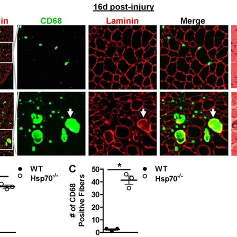 (PDF) Loss of the Inducible Hsp70 Delays the Inflammatory Response to Skeletal Muscle Injury and ...