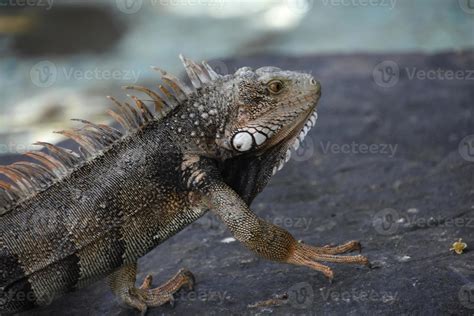 Walking Gray Iguana with Spikes on Back 10336086 Stock Photo at Vecteezy