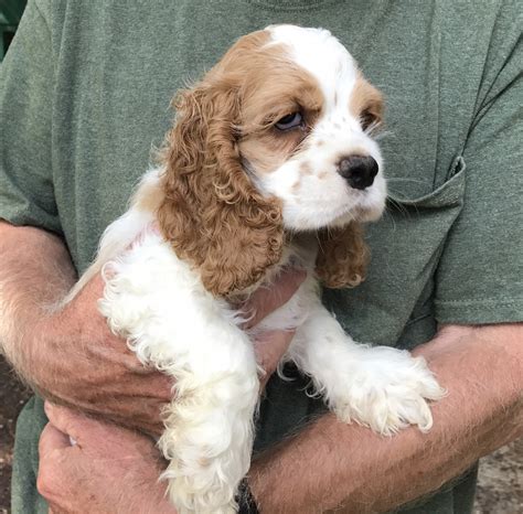 American Cocker Spaniel Puppies For Sale | Greenwood, DE #234398