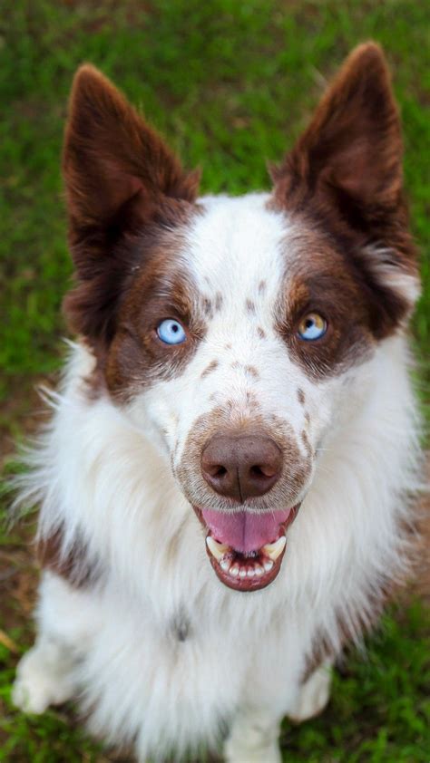 Border Collie With Blue Eyes Hi-res Stock Photography And Images Alamy ...