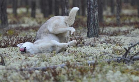 These Falling Animal Photos Are Equal Parts Cute and Hilarious