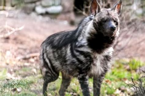 SCIF Community-Based Hunting Program Helps Other Endangered Wildlife in Tajikistan - Safari Club