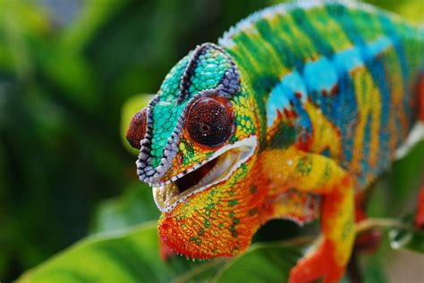 30 Awesome Panther Chameleon Facts – Chameleon School