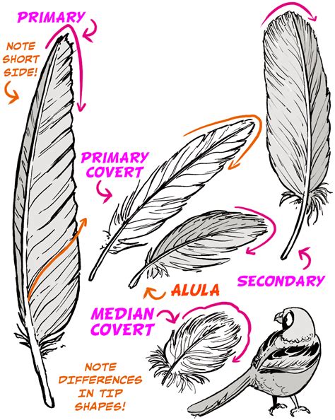 How To Draw Feathered Wings