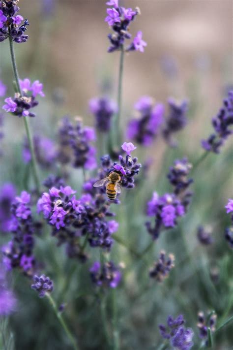 Young Living Lavender Farm- Mona, Utah. Gorgeous with those mountains in the back. Honeybee ...