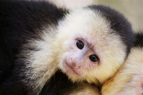 Cheeky Monkeys in Honduras - QuickTripTo