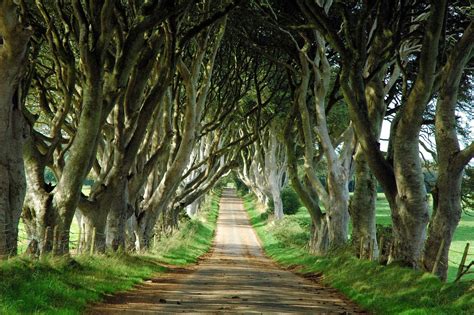 Let's Enjoy The Beauty: The Dark Hedges (Northern Ireland)