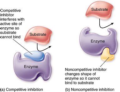 Inhibitors (Competitive and Non-Competitive) - Biology | Socratic