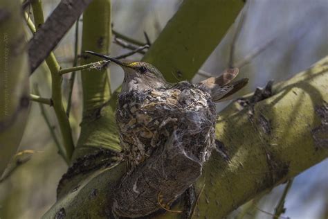 Hummingbird nesting Photograph by David Eisenberg - Fine Art America