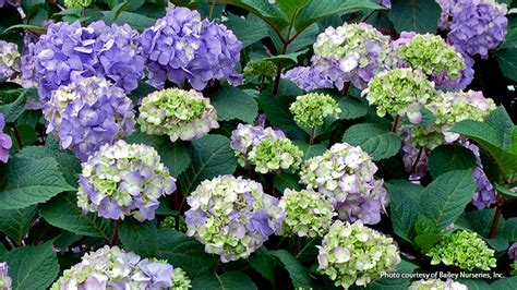 Find the Right Bigleaf Hydrangea for Your Garden | Garden Gate