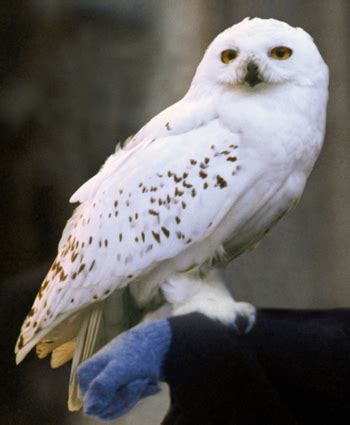 Snowy owl | Harry Potter Wiki | FANDOM powered by Wikia