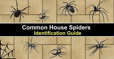 15 Common House Spiders (With Pictures) - Identification Guide