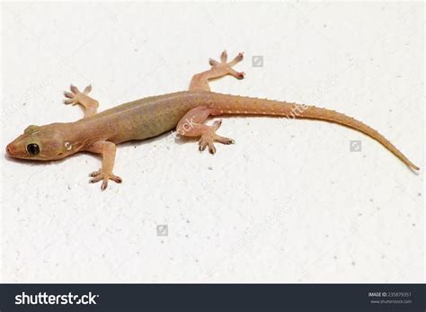 House lizard - gekco on the white wall | Lizard, White walls, Stock photos