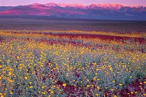 Marveling at the Super Bloom in Death Valley | Vogue