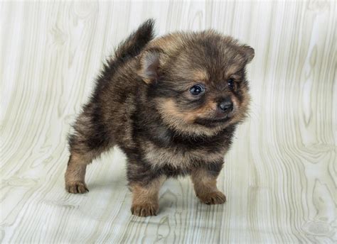 Pomeranian spitz view 12846184 Stock Photo at Vecteezy