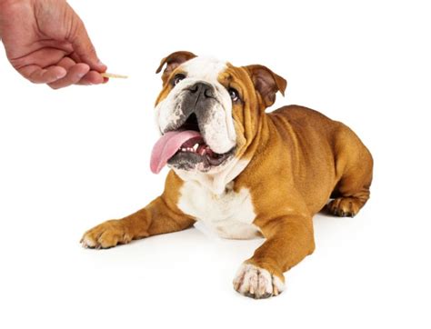 How to Train Your Bulldog: The Tricks You Can Teach - BulldogGuide.com