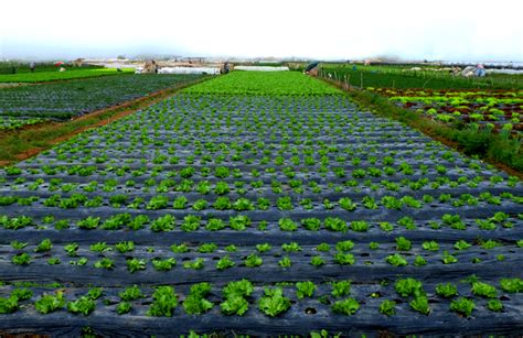 Strawberry Picking in La Trinidad Strawberry Farm, Benguet ~ The ...