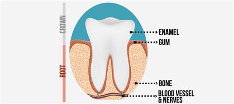 Factors Affecting Tooth Pulp Infection And Preferred Treatment | Monash ...