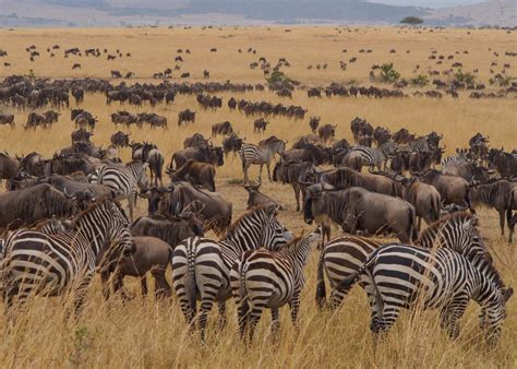 How to Find a Serengeti & Ngorongoro Crater Safari (to suit your budget) - Helen in Wonderlust