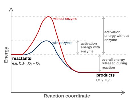 Energy Diagram With And Without Catalyst