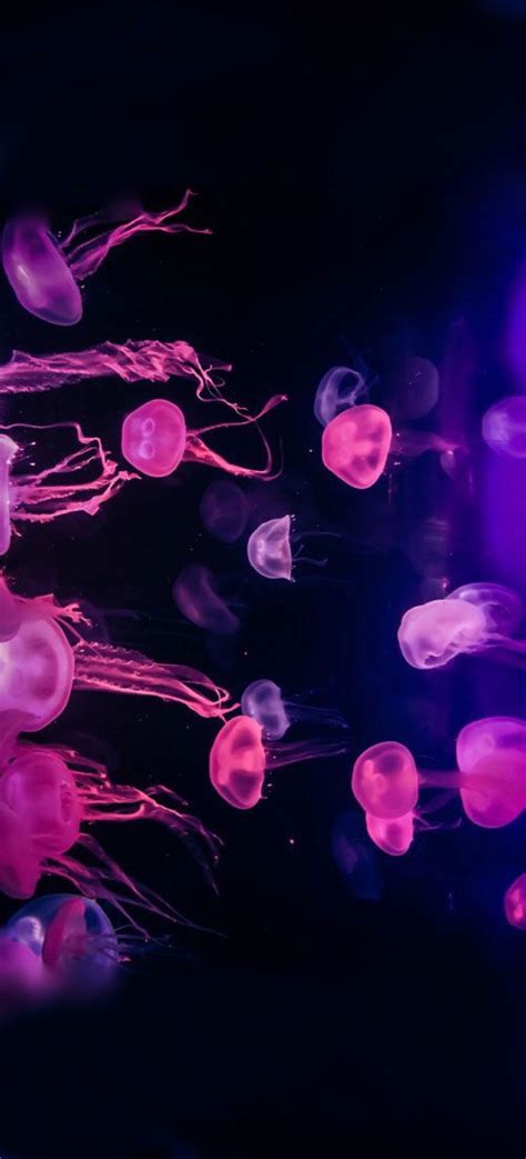 Pink Jellyfish Wallpaper