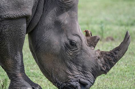 Close Up With White Rhino And Oxpecker Stock Photo - Download Image Now - Oxpecker, Rhinoceros ...