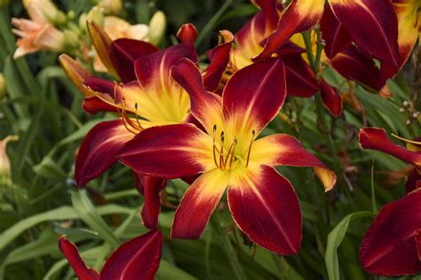 Daylily Care - Redwood Nursery & Garden Center