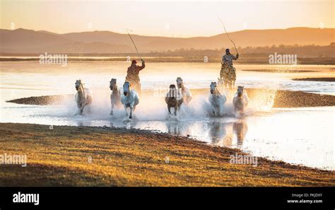 Inner Mongolia grassland horses Stock Photo - Alamy