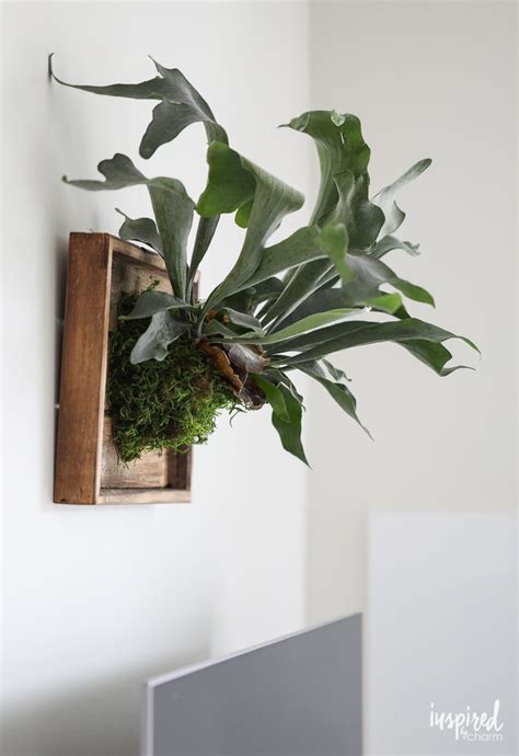 Learn how to create a DIY Mounted Staghorn Fern