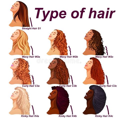 Hair Types Chart Displaying All Types and Labeled Stock Vector ...