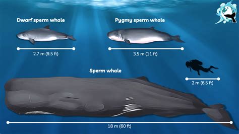 Kogia: dwarf and pygmy sperm whales