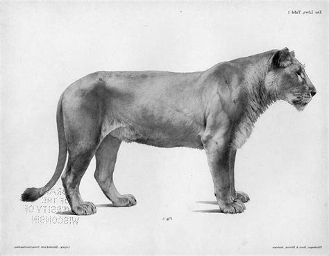 Vintage lion anatomy drawing Lion Anatomy, Human Anatomy Drawing, Anatomy Art, Animal Anatomy ...