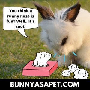 Do Rabbits Get Colds? 21 Rabbit Snuffle Symptoms + 7 Tips – BunnyAsAPet