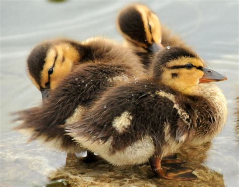 Public Domain Picture | Mallard Ducklings 4 | ID: 13966212015815 | PublicDomainFiles.com