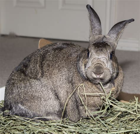 Rabbit Hay for Optimal Health | Small Pet Select