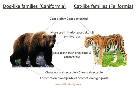 Felidae Characteristics | Carnivores | Wild Cat Family