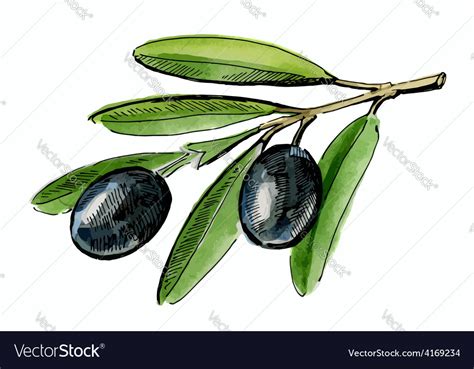 Olive tree branch Royalty Free Vector Image - VectorStock