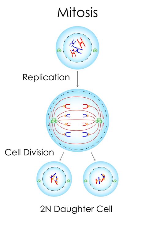 Types of Cell Division - Biology Wise