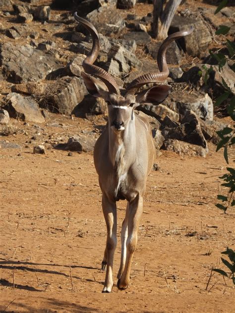 Lesser Kudu and Greater Kudu: what is the difference? | SIMILAR BUT DIFFERENT IN THE ANIMAL KINGDOM