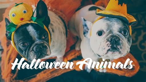 Scary Cute Halloween Animals - YouTube