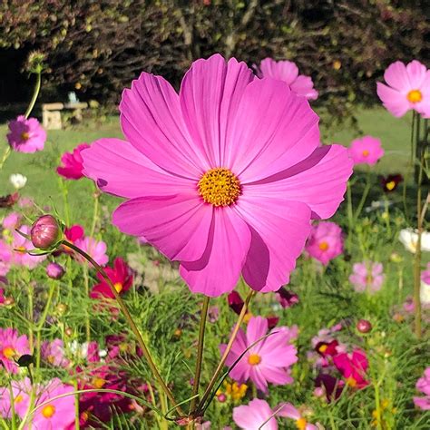 Cosmos Seeds, Cosmos bipinnatus | High Country Gardens