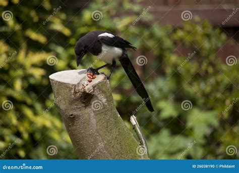 Magpie feeding stock photo. Image of garden, seed, cheeky - 26038190