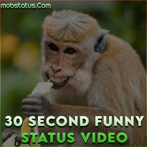 30 Second Funny Whatsapp Status Video Download , Latest 4k HD