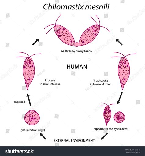 3 Chilomastix Mesnili Images, Stock Photos & Vectors | Shutterstock