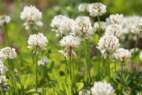 All About White Clover - Minneopa Orchards