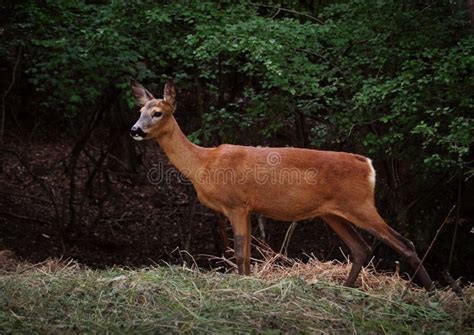 A deer in a forest stock photo. Image of incredible, animal - 22915272